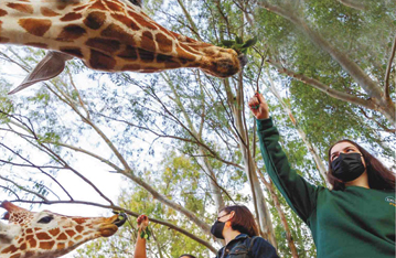 ג'ירפה כמורה לחייים